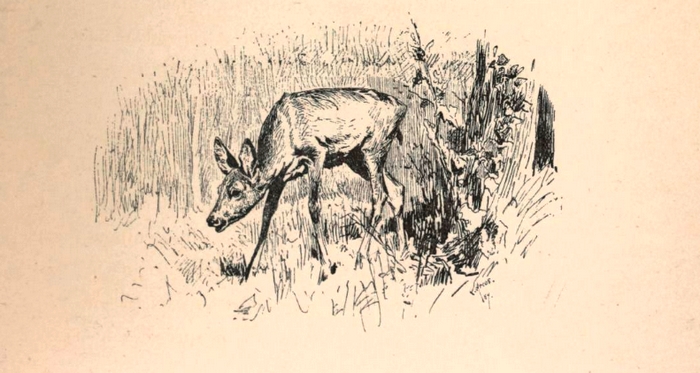 Illustration tirée de l'ouvrage En déplacement - Donatien Levesque (1887) - E. Plon, Nourrit et Cie (Paris) - BnF (Gallica) 21